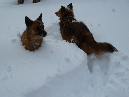 雪と犬_b0203758_2316358.jpg