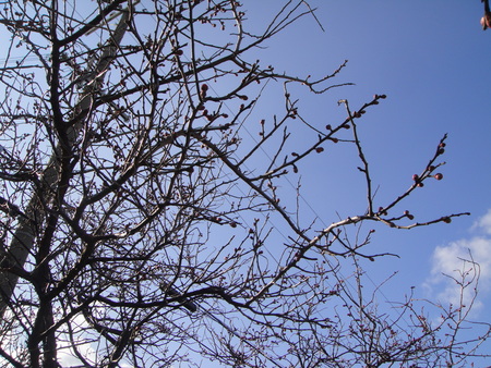 c0108460_1714988.jpg