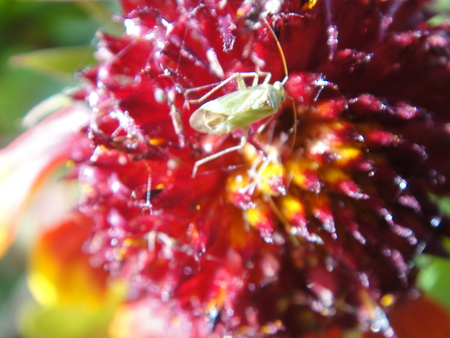c0108460_1731830.jpg