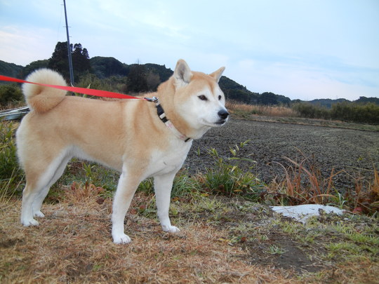 2012年1月23日(月)愛ちゃんの水彩画とパパご飯は何?_f0060461_1429353.jpg