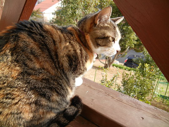 2012年1月23日(月)愛ちゃんの水彩画とパパご飯は何?_f0060461_14304599.jpg