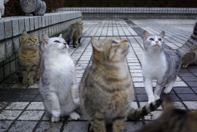  猫集会　公園で生きる猫 #photo #neko #pentax #smca #a28 _c0153764_22203122.jpg