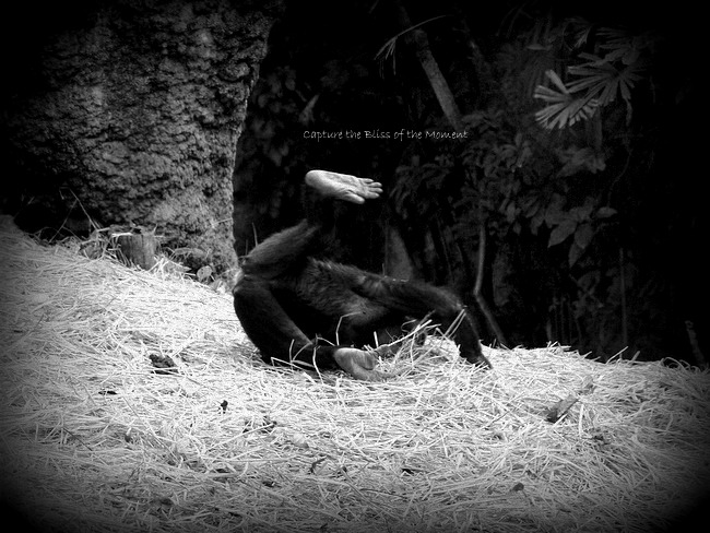 Gorilla gorilla gorilla　【Western Lowland Gorilla】_e0248566_23283750.jpg