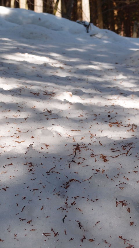 e0024081_20125456.jpg