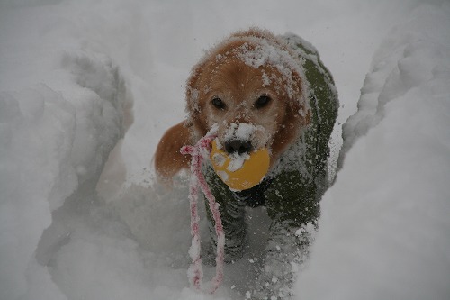 雪遊び♪_c0172184_10244435.jpg