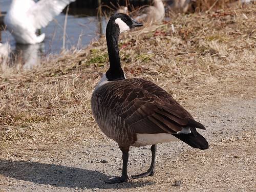 オオカナダガン シナガチョウ カナダガン雑種 花と葉っぱ