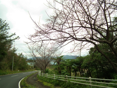 生間 赤(アハ)の峠のヒカンザクラ_e0028387_10573652.jpg