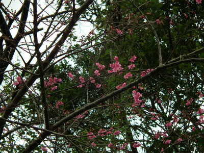 生間 赤(アハ)の峠のヒカンザクラ_e0028387_10575032.jpg