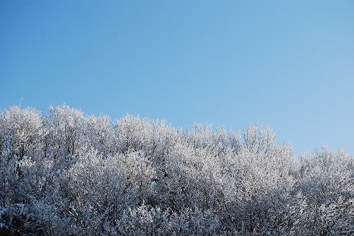 雪の 1月の庭…_c0124100_23523213.jpg
