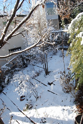 雪の 1月の庭…_c0124100_235246100.jpg