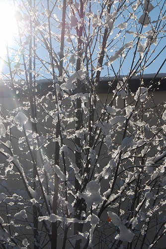 雪の 1月の庭…_c0124100_23532318.jpg