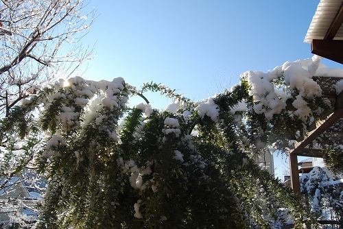 雪の 1月の庭…_c0124100_23534548.jpg