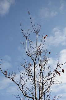 a0123003_1043530.jpg