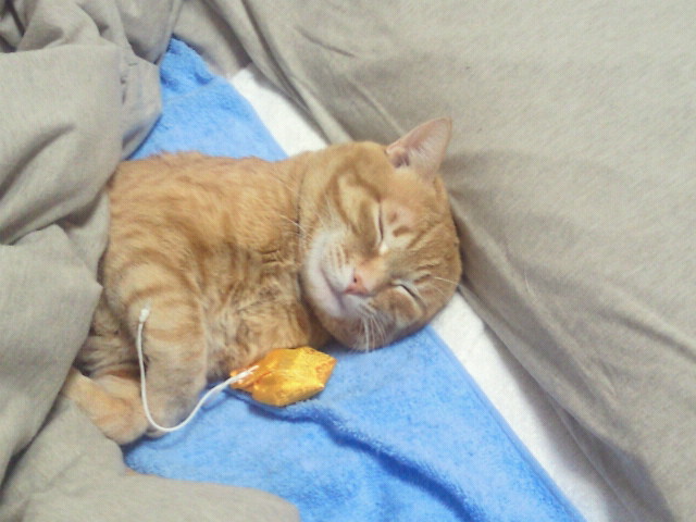トラさん抜糸しました_f0178313_15215.jpg