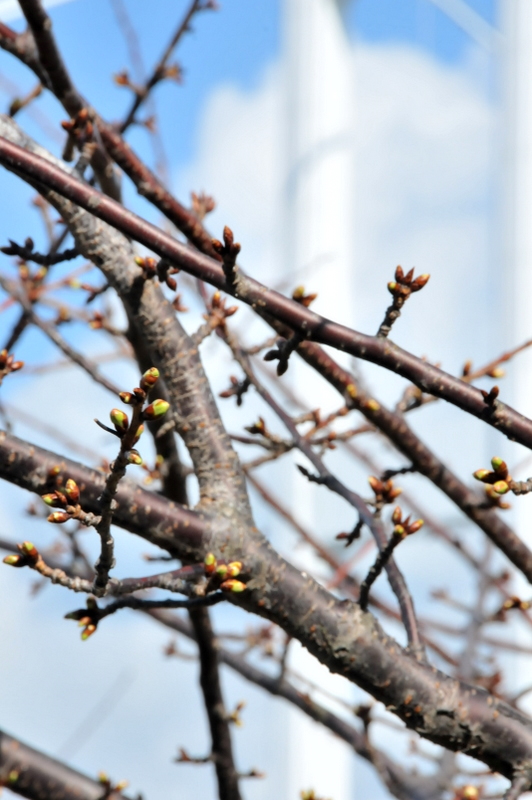 糸山の河津桜開花情報_f0184314_20295397.jpg