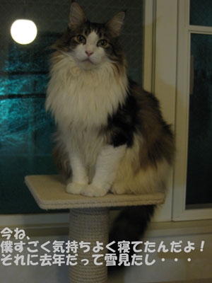 親孝行猫_e0195115_1632815.jpg