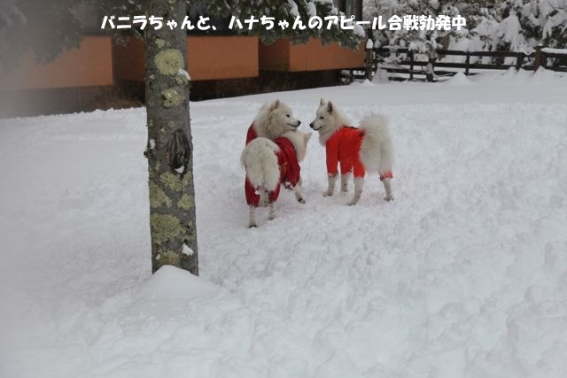 思いがけず雪祭りでわっしょーい！_最終回_f0234023_18273819.jpg