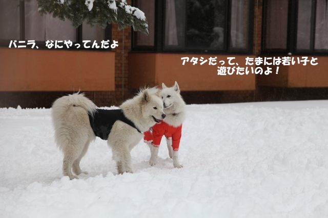 思いがけず雪祭りでわっしょーい！_最終回_f0234023_1830346.jpg