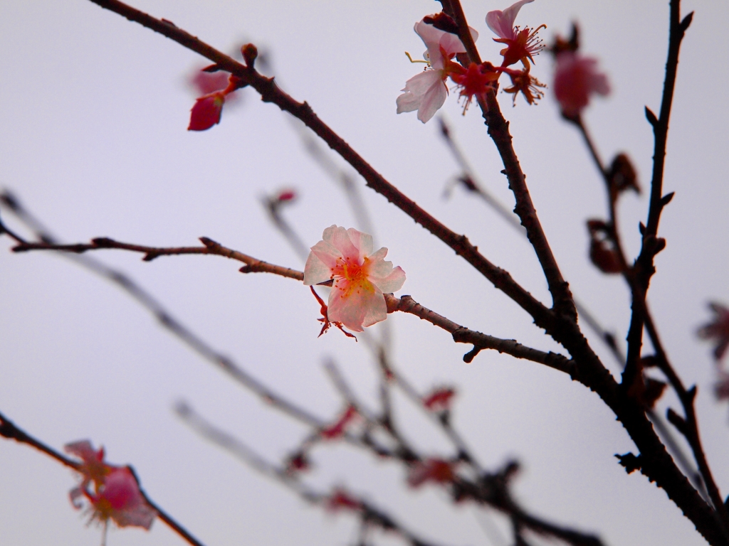 寒桜・花知一様春　_d0252924_12232188.jpg