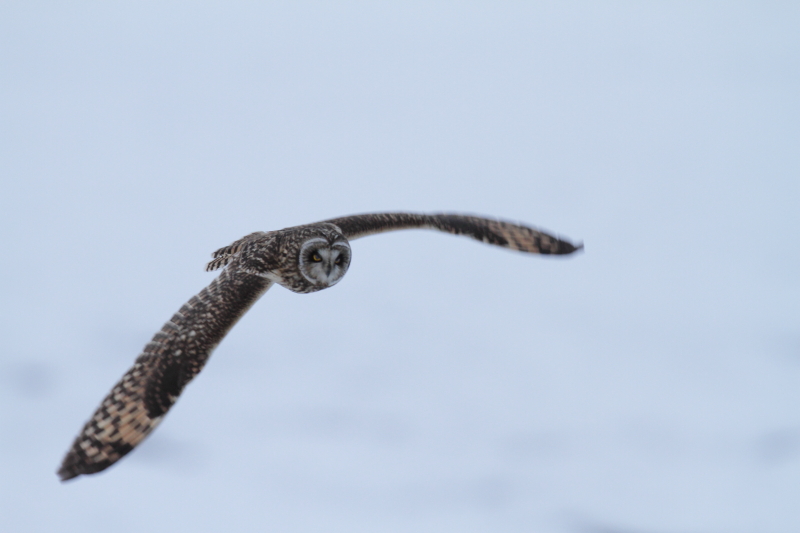 雪景色【コミミズク】_b0113228_21143145.jpg