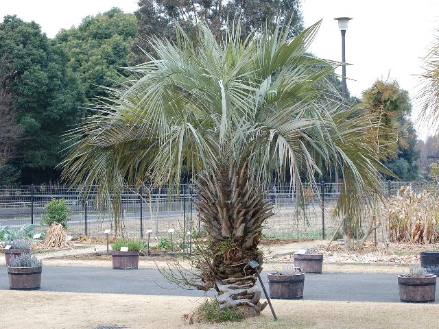 ヤタイ椰子（ヤタイヤシ） : ポピュラーな花