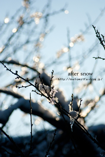 雪の後。_d0124248_12492599.jpg