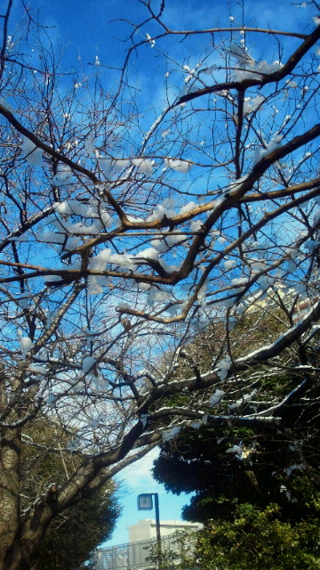 雪月花　『冬季限定　旬生いちご　はじめました。』_b0195849_1875597.jpg