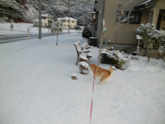 1月24日(火)勝浦にも雪が降ったよ~!_f0060461_10162781.jpg