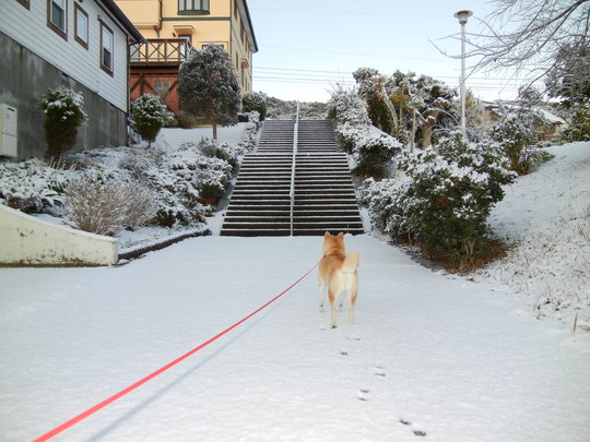 1月24日(火)勝浦にも雪が降ったよ~!_f0060461_10218100.jpg