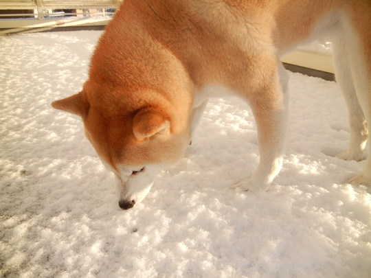１月２４日（火）勝浦にも雪が降ったよ～！_f0060461_10235970.jpg