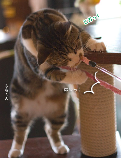 お宅訪問記 〜ほんな家編〜_a0119470_0304739.jpg