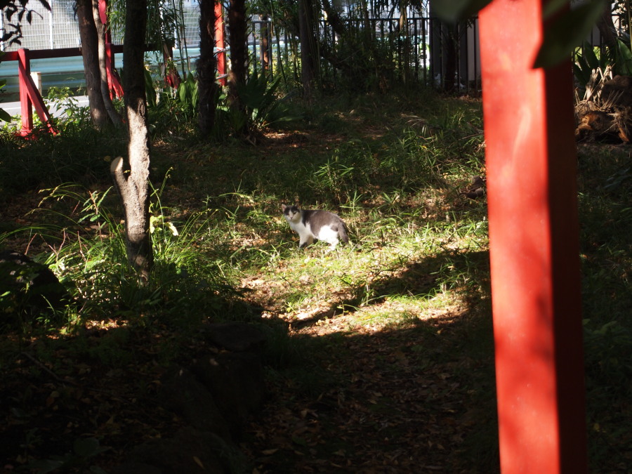 四本木稲荷神社 (北区滝野川3丁目)_e0163471_2095593.jpg