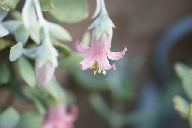 １月のティンカーベルの花 風の通る庭