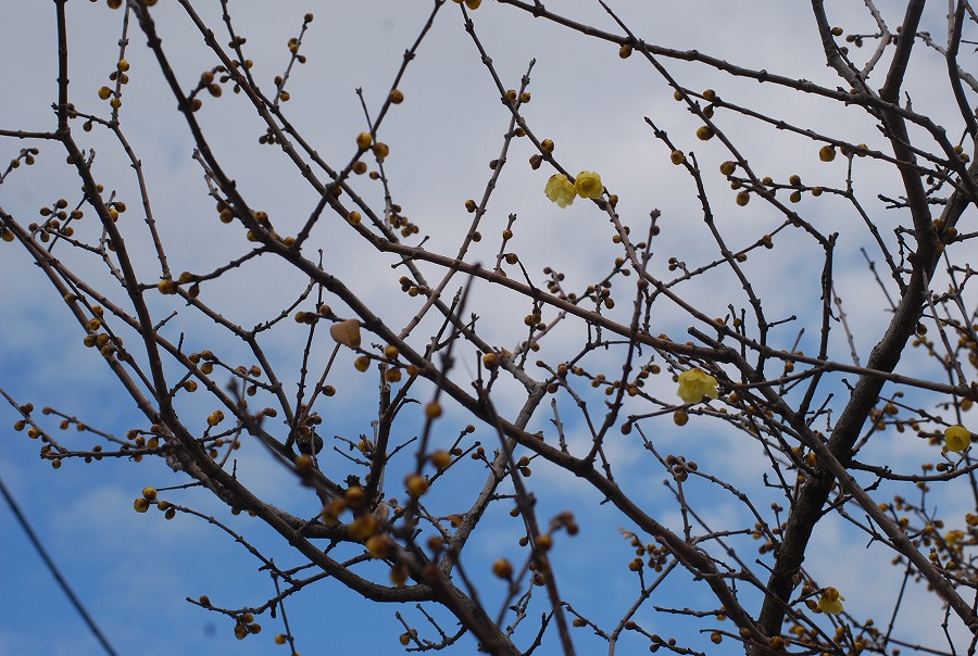 c0187781_14121117.jpg