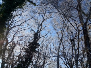 雑木林の雪_a0191183_10215542.jpg