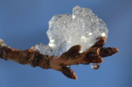 雪が積もりました_a0133484_13343528.jpg