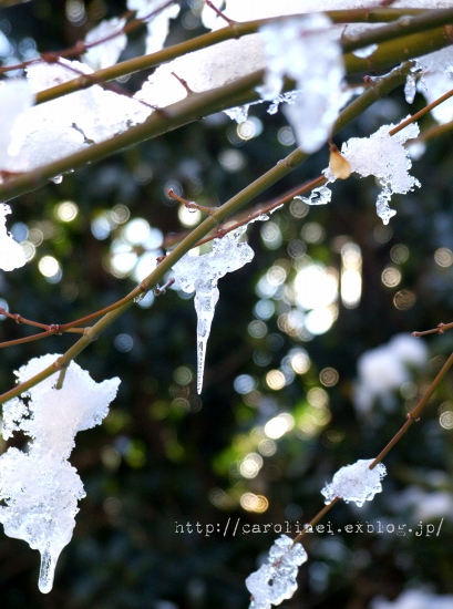 雪の朝_d0025294_14443052.jpg