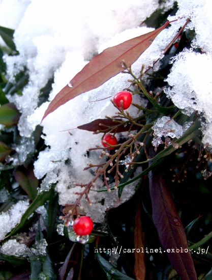 雪の朝_d0025294_1444495.jpg