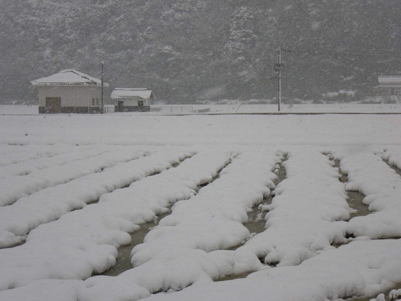 ゆき　ユキ　雪　ゆきぃ～～～～～_e0205502_163513.jpg