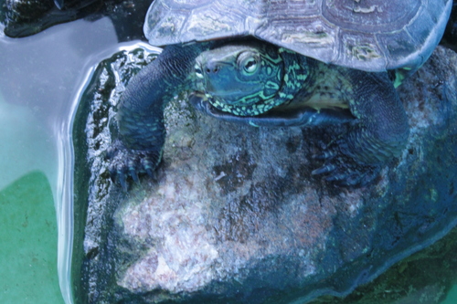 e0182904_21375130.jpg