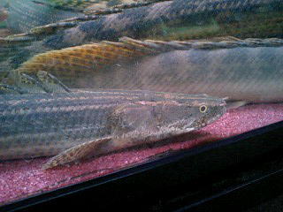 2012年熱帯魚入荷情報!Vol.03 (1/18~1/24)_b0141806_1475627.jpg