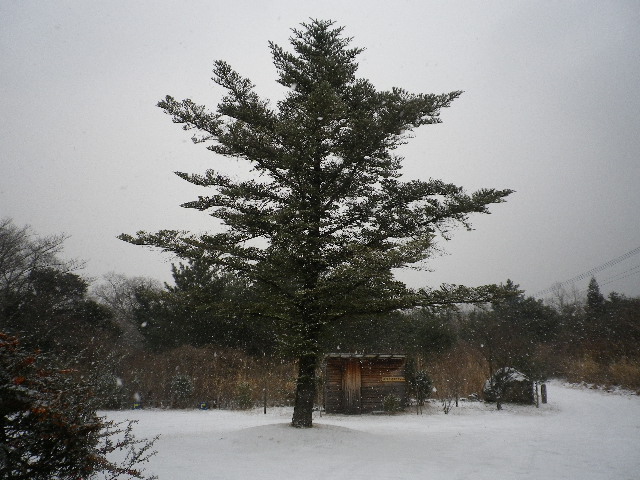 雪が舞っています_e0179508_850621.jpg