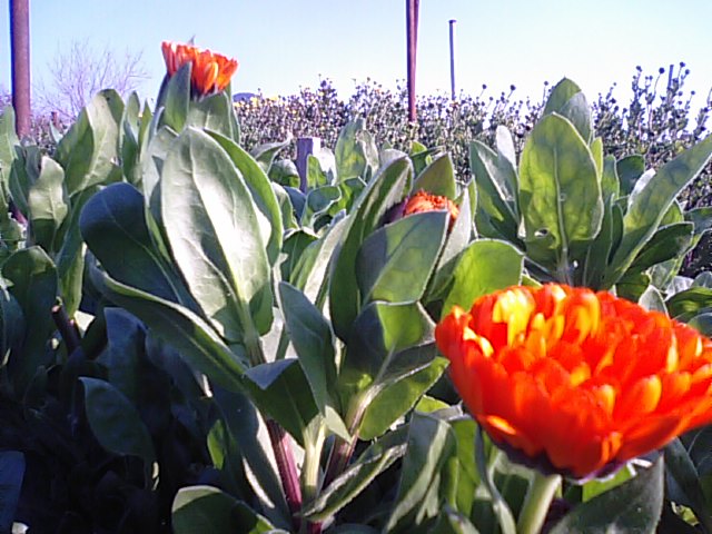 香川の荘内半島は花の里・・・２０１２・１・２５_f0231709_21521237.jpg