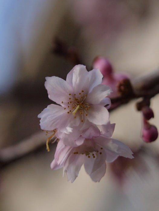まだ咲いていた十月桜_c0116915_0241557.jpg
