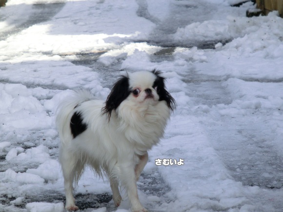 雪やコンコン♪_c0200916_023243.jpg