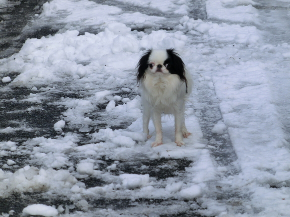 雪やコンコン♪_c0200916_025784.jpg