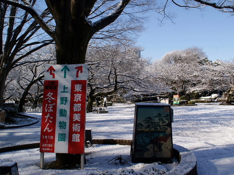 上野東照宮ボタン苑の冬ぼたん_a0105819_15155225.jpg