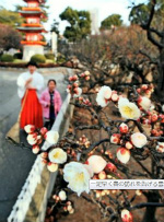 早咲きの梅、ちらほら　須磨・綱敷天満宮_e0241325_9343970.jpg