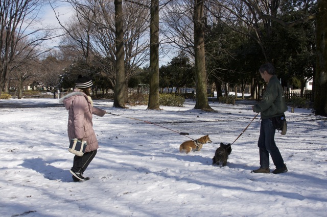 雪、積もりました♪---2012年バージョン_e0021328_238959.jpg