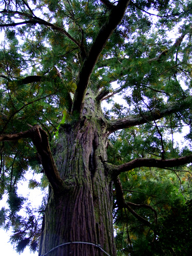 「島根県 出雲・松江を巡る旅2011 須佐神社」_a0000029_9172268.jpg